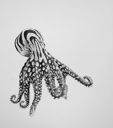 Octopus (BW)